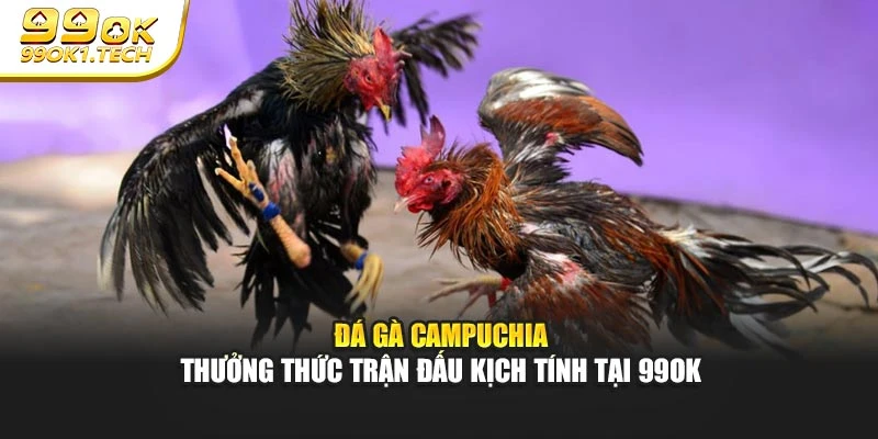 Đá Gà Campuchia - Thưởng Thức Trận Đấu Kịch Tính Tại 99OK