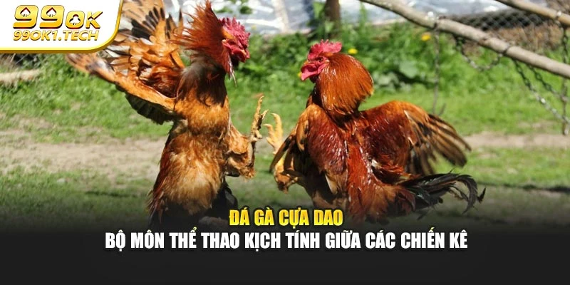 Đá Gà Cựa Dao - Bộ Môn Thể Thao Kịch Tính Giữa Các Chiến Kê