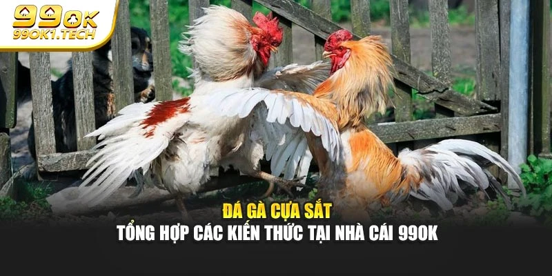 Đá Gà Cựa Sắt - Tổng Hợp Các Kiến Thức Tại Nhà Cái 99OK