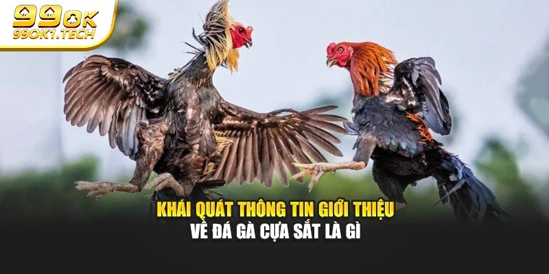 Khái quát thông tin giới thiệu về đá gà cựa sắt là gì