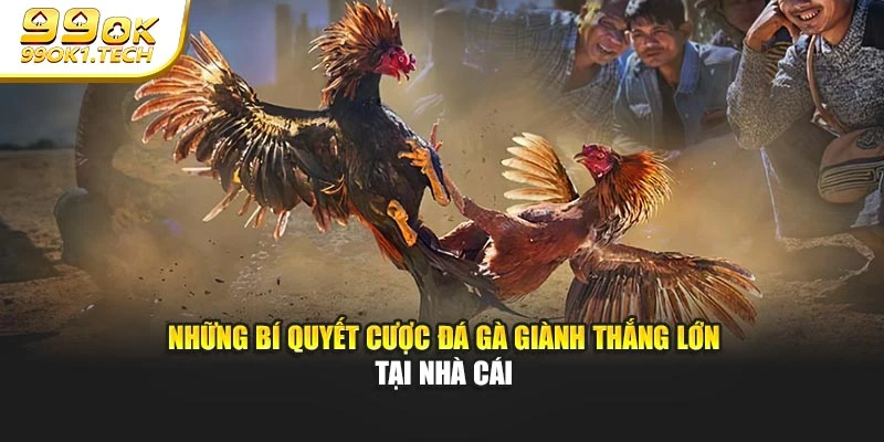 Những bí quyết cược đá gà giành thắng lớn tại nhà cái