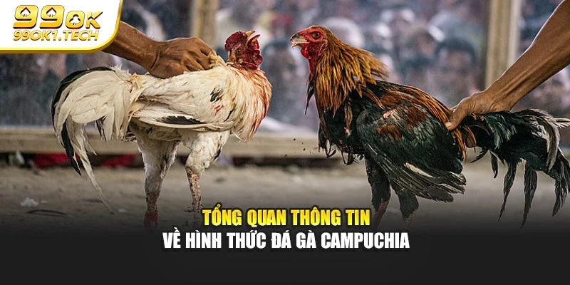 Tổng quan thông tin cần nhớ về hình thức đá gà Campuchia